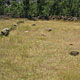 A grass field with a few rocks, apparently scattered randomly.