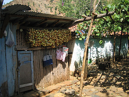 Onions are hanged on a wooden structure in the backyard of a house.