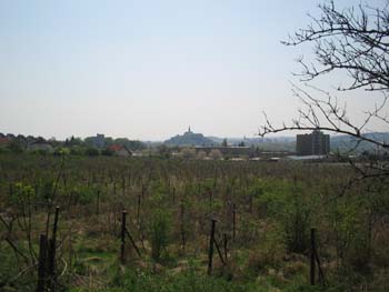 The grapevine: wine is one of the most important product from Nitra